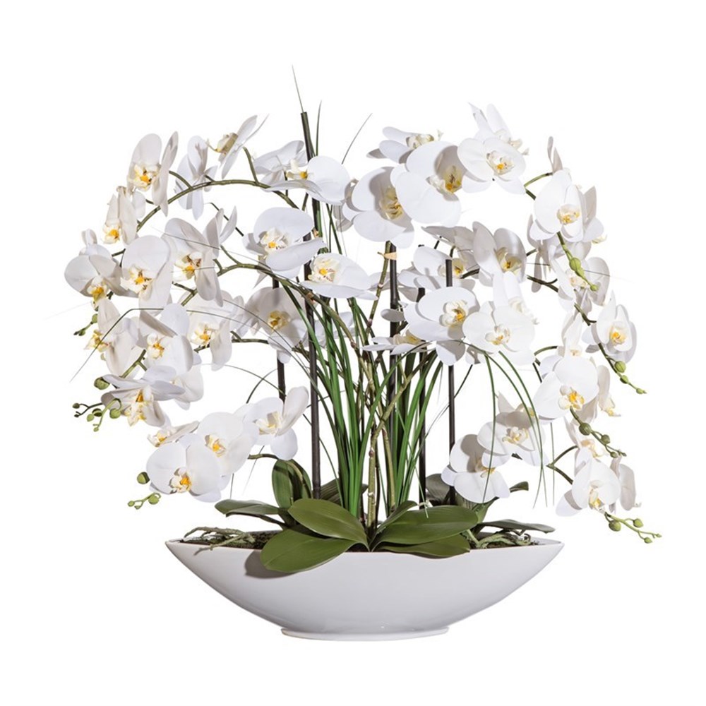 Gasper Phalaenopsis x8