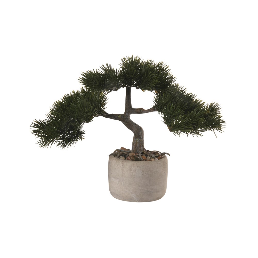 ASA Selection Bonsai BOROVICE vč.květináče ASA Selection