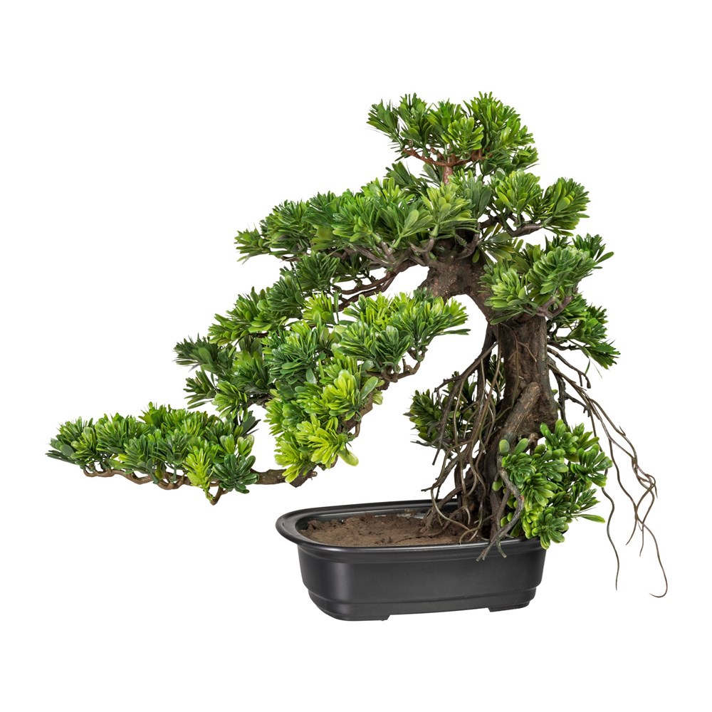 Gasper Bonsai Podocarpus cca 40x40cm Gasper