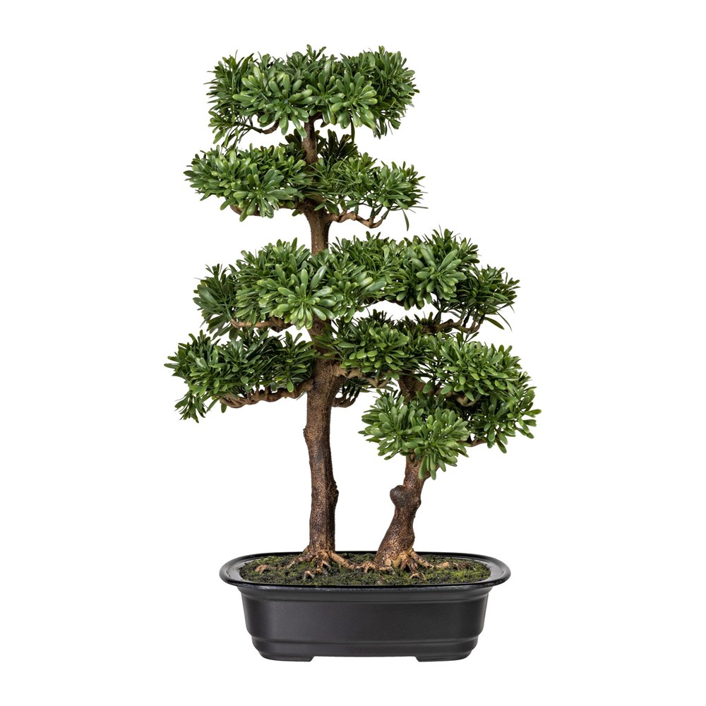 Gasper Bonsai Podocarpus 45 cm (vč.květináče) Gasper