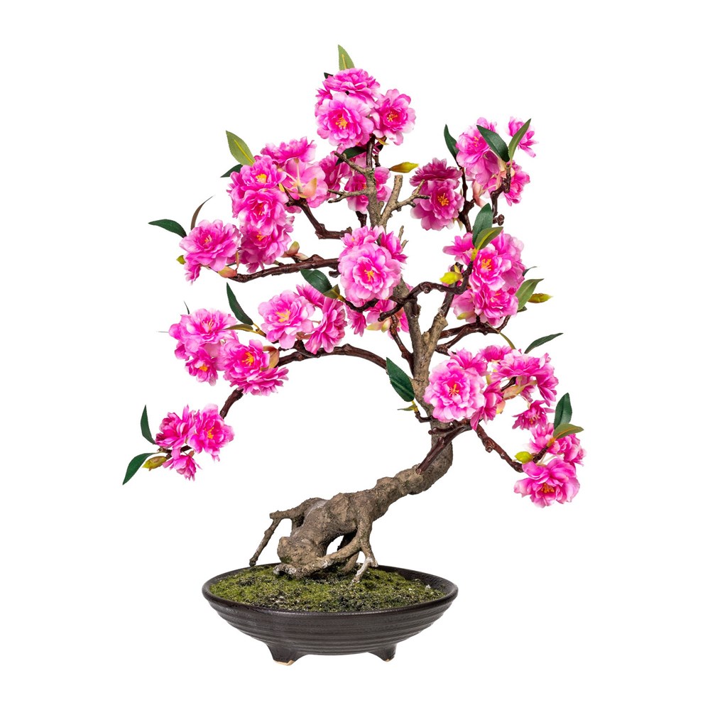 Gasper Bonsai CERASUM 50 cm (vč.květináče) Gasper