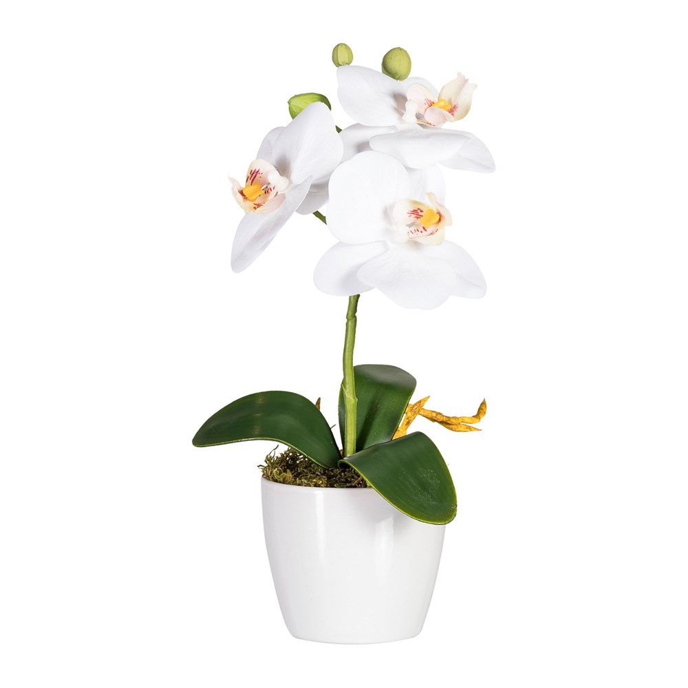 Gasper Phalaenopsis 24 cm (vč.keram.květináče) Gasper