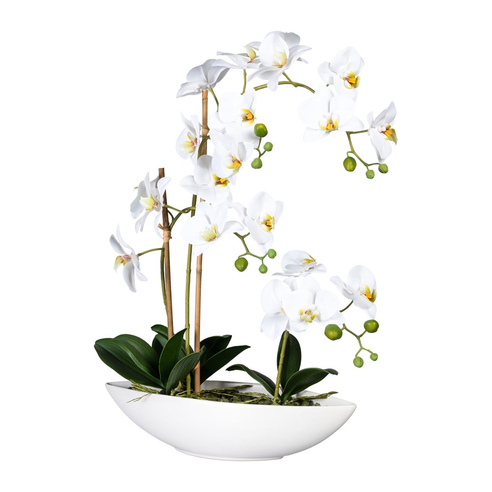 Gasper Phalaenopsis x4 ca 60 cm (vč.misky) Gasper